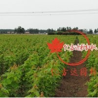 美國紅楓秋火焰小樹苗