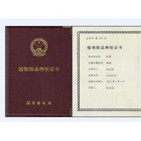 金紅楊，中華紅霞楊，速生，彩色，全紅楊，紅葉楊