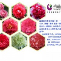 大量供應茶花小苗、枝條、綠化小苗