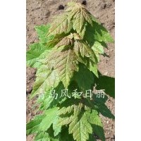 銷售美國(guó)紅楓紅點(diǎn)紅楓扦插苗