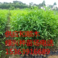大量批發(fā)竹節(jié)樹苗（別名：鵝腎木苗、鵝山木苗、和順木苗、山竹黎