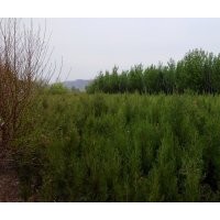 長期供應工程綠化苗木 膠東衛矛，水蠟，丁香（大量），紅葉小檗