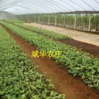 供多種規格的金花茶苗、盆景、嫁接枝和扦插枝條