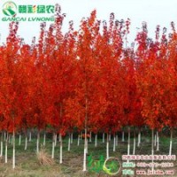 美國改良紅楓 夕陽紅楓 紅楓小苗供應批發零售|江西綠農
