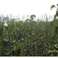 柿子苗，山楂苗,皂角，國(guó)槐，刺槐，核桃苗，垂柳2-6公分
