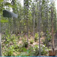 山東毛白楊小苗價(jià)格，毛白楊種植基地，毛白楊供應(yīng)商