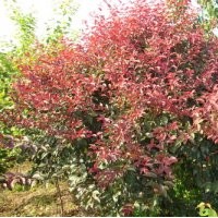 大量供應紅葉李