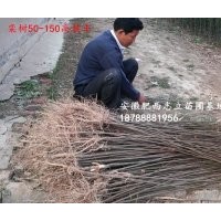 安徽 欒樹小苗500萬棵供應商