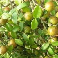供應廣西融水一年生高油豐產型軟枝油茶嫁接苗