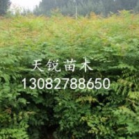 山東北欒小苗，北京欒樹，北欒苗，山東北欒苗