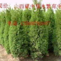 蜀儈50000萬苗急出售，