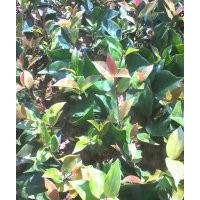 便于處理竹柏/天竹桂/桂花各種規格