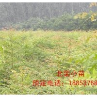 供應0.8米 1米 1.5米北欒苗 北欒價格 哪里北欒最便宜