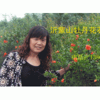 提供接穗，紅葉櫻花，大櫻桃，紅肉蘋果，皇家雨點，白蘭地，紫色