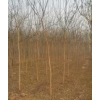 1---10公分國(guó)槐，各種規(guī)格柳樹(shù)、榆樹(shù)，量大