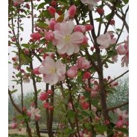 長壽果、東紅海棠、垂絲海棠