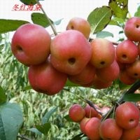 1,2,3,4,5,6,7年長壽果苗，長壽果盆景苗。