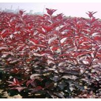 山西紫葉矮櫻苗圃廉價提供