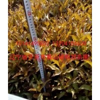 批發(fā)小苗；紫葉稠李、金葉復(fù)葉槭、紅楓