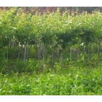 長期供應櫻花苗 大量批發櫻花樹苗 優質綠化工程苗