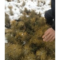 長年出售樟子松樹苗云杉。種子