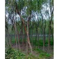 紅葉李 紫葉李 青皮垂柳 側柏 白皮松