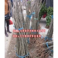 廣西桂林 板栗苗 板栗樹苗批發 果樹苗 板栗小苗