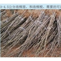 常年供應、預訂優質泡桐苗，泡桐根，紅楠苗，女貞苗，欒樹等種苗