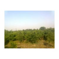地徑2--4公分紅豆杉、羅漢松、竹柏、紅豆杉小苗
