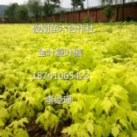 金葉復葉槭，五角楓，紫葉稠李，紅葉李，金葉榆，梧桐，王族海棠