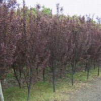 供應紅葉李大葉女貞紫薇桂花烏桕香樟石楠廣玉蘭垂