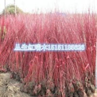 紅瑞木苗價(jià)格紅桿莖紅瑞木觀莖叢生紅瑞木小苗供應(yīng)商