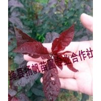供應(yīng)紫葉矮櫻小苗、紫葉矮櫻小苗價(jià)格、紫葉矮櫻種植基地