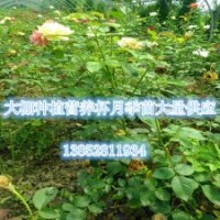 大花月季苗帶營養杯2014年月季苗價格江蘇月季花供應商