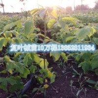 2014年最新復葉槭苗信息秋季復葉槭小苗大量供應