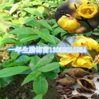 優質素心臘梅苗一年生苗木大量供應