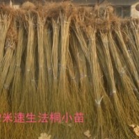 低價預定2米濟寧速生法桐小苗