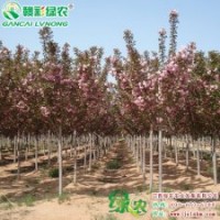 日本紅葉櫻花 櫻花家族又添新奇葩 櫻花小苗供應包成活