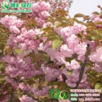 關山櫻 精品櫻花小苗供應包成活