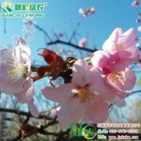 大山櫻 櫻花小苗供應包成活