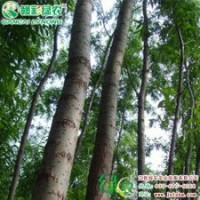9901柳 彩柳小苗供應包成活