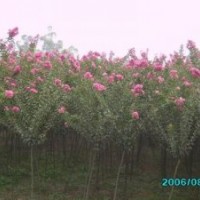 紫薇樹_紫薇樹價(jià)格_紫薇樹栽培