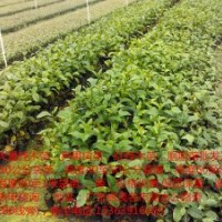 低價批發20萬棵紅桂木苗（狗果樹苗，狗卵子樹苗，胭脂苗）