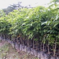 供應20萬黃花梨造林苗
