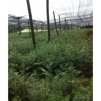 湖南地區(qū)供應(yīng)200萬(wàn)株南方紅豆杉苗