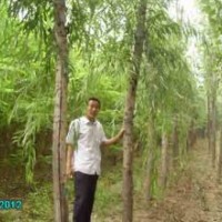 山東速生柳小苗哪個基地的成活率高？