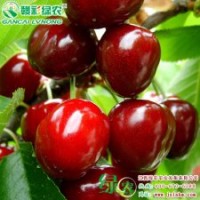 云南朱砂紅 櫻桃小苗 果樹小苗 云南朱砂紅櫻桃供應包存活