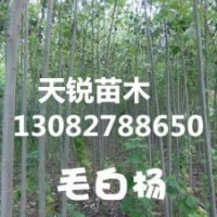 山東毛白楊小苗價格，山東毛白楊小苗種植，優質山東毛白楊小苗