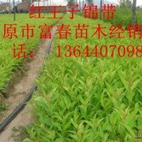 供應(yīng)開原紅王子錦帶小苗|東北紅王子錦帶基地價格哪里買