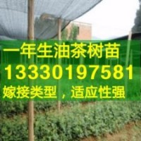 江西高產油茶苗,中國高產油茶之鄉(xiāng),油茶樹苗